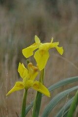 Moraea reticulata