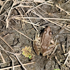 Lithobates berlandieri