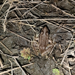 Lithobates berlandieri