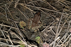 Lithobates berlandieri