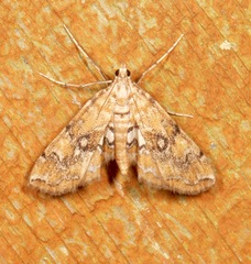 Elophila faulalis