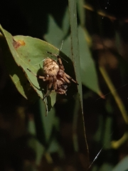 Salsa brisbanae
