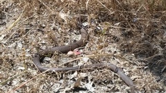 Pseudonaja affinis affinis