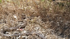 Pseudonaja affinis affinis