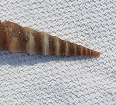 Turritellinella tricarinata