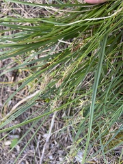 Carex caryophyllea