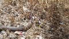 Pseudonaja affinis affinis