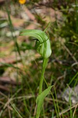 Pterostylis monticola