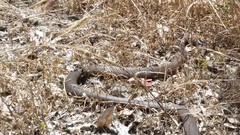 Pseudonaja affinis affinis