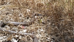 Pseudonaja affinis affinis