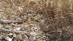 Pseudonaja affinis affinis