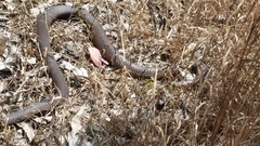 Pseudonaja affinis affinis