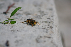 Anthidium