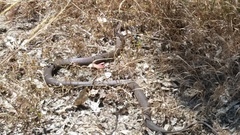 Pseudonaja affinis affinis