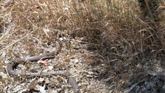 Pseudonaja affinis affinis