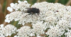 Helophilus hochstetteri