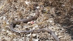 Pseudonaja affinis affinis