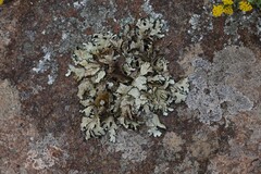 Xanthoparmelia hottentotta