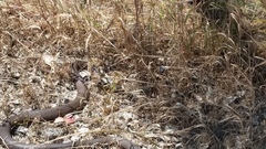 Pseudonaja affinis affinis