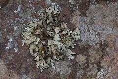 Xanthoparmelia hottentotta