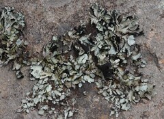 Xanthoparmelia hottentotta