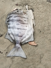 Selenotoca multifasciata