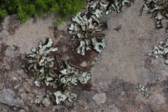 Xanthoparmelia hottentotta