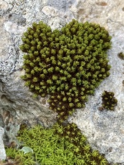 Tortella squarrosa