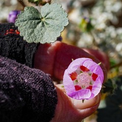 Eremalche rotundifolia