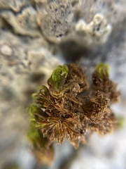 Tortella squarrosa