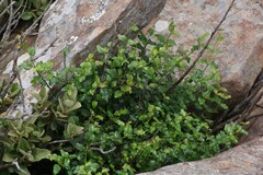 Halleria lucida