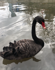Cygnus atratus