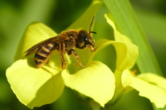 Halictus scabiosae