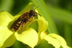 Halictus scabiosae