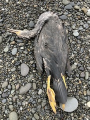 Phalacrocorax punctatus
