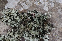 Xanthoparmelia hottentotta