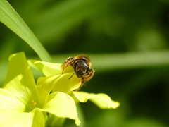Halictus scabiosae