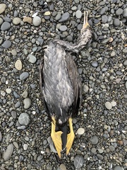 Phalacrocorax punctatus