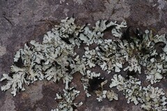 Xanthoparmelia hottentotta