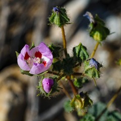Eremalche rotundifolia