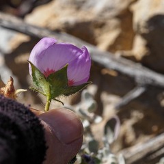 Eremalche rotundifolia