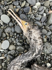 Phalacrocorax punctatus