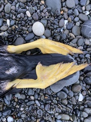 Phalacrocorax punctatus