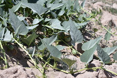 Cucurbita foetidissima