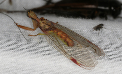 Ditaxis meridiei