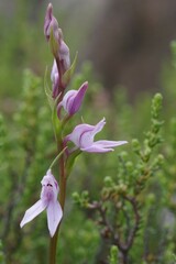 Brownleea recurvata