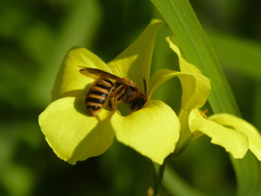 Halictus scabiosae