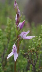 Brownleea recurvata