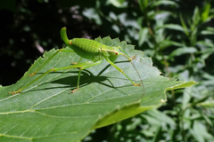 Barbitistes constrictus