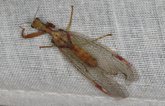 Ditaxis meridiei